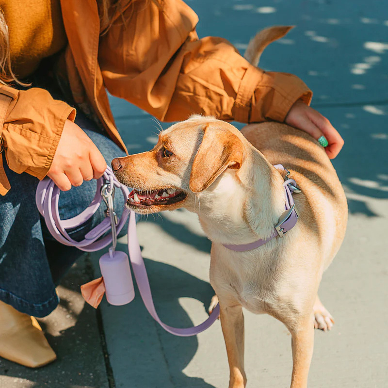 designer dog collars and leads